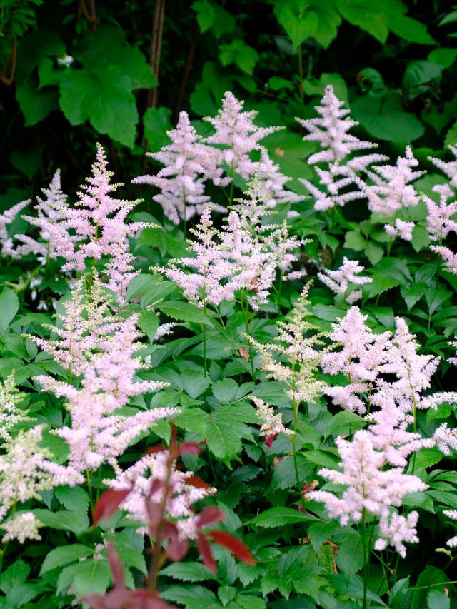 A garden in Atami