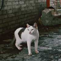 Houtong Cat Village - Taiwan