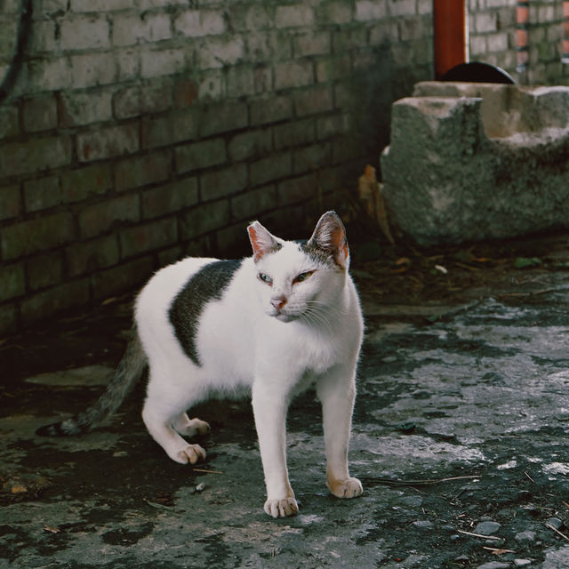 Houtong Cat Village - Taiwan