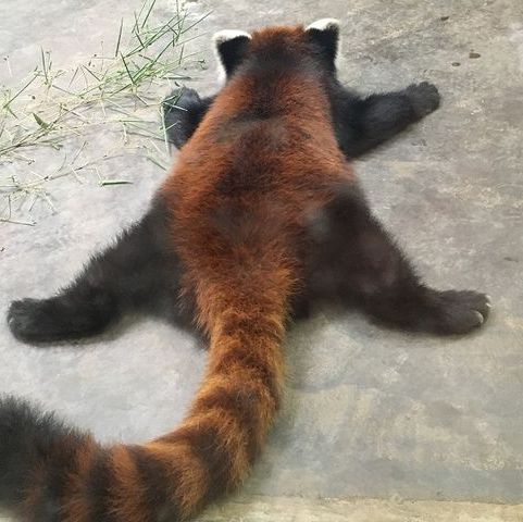 大阪旅遊之～天王寺動物園