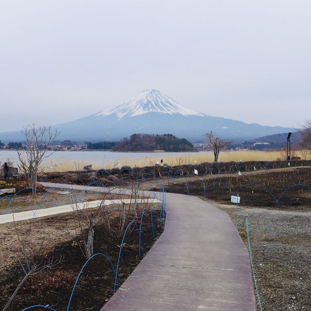 Facing Majesty: A Moment with Mount Fuji at Kawaguchiko