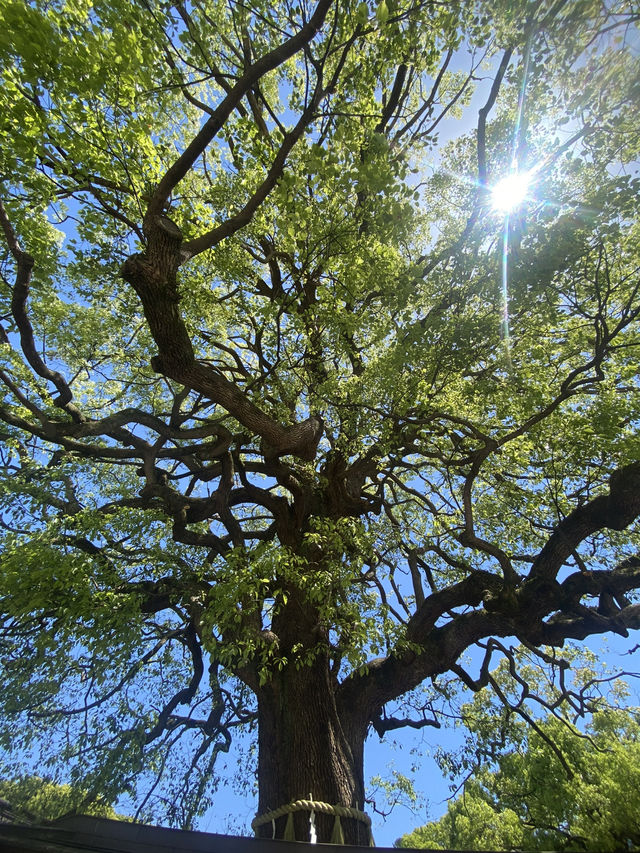 Meiji Jingu: A Serene Escape in the Heart of Tokyo