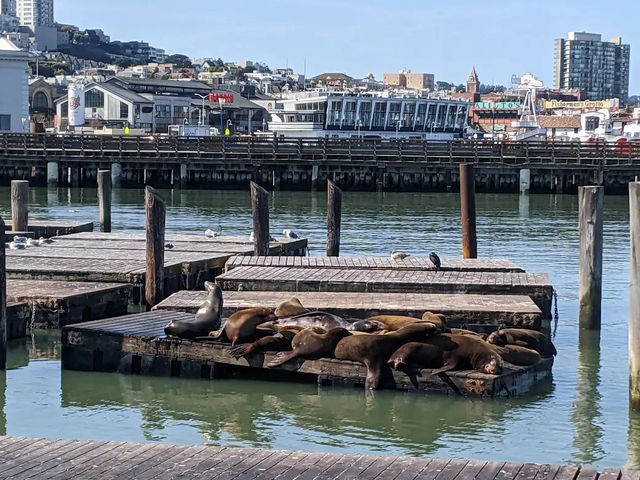 39號碼頭 PIER 39 舊金山景點 美國遊