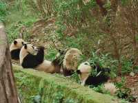 Day Visit to the Chengdu Panda Base