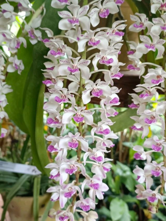 Xishuangbanna Botanic Garden: Real Jungle Garden!