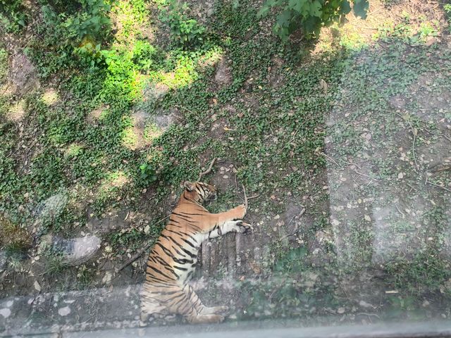 天氣正好，遛娃好去處——上海動物園。