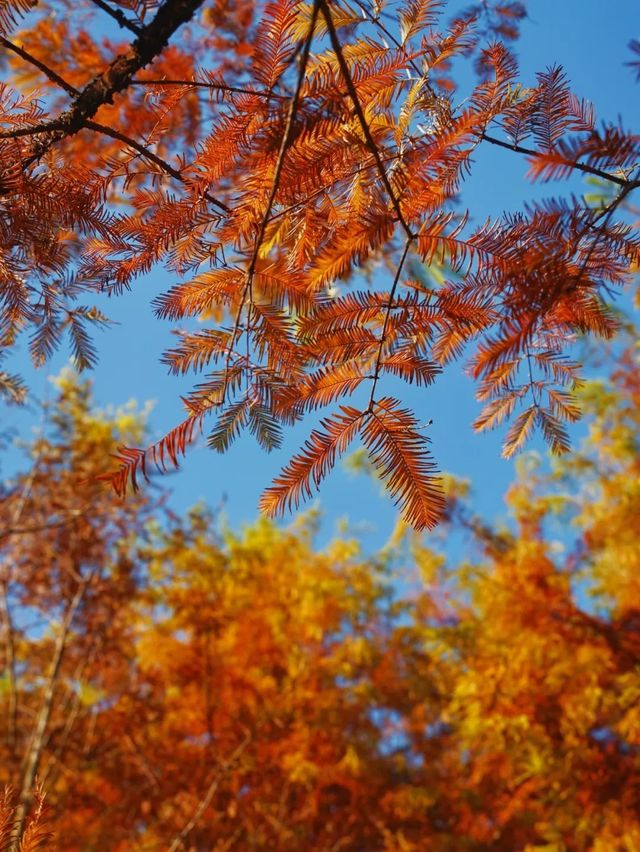 真紅了！合肥四季花海紅杉林這時美成油畫！。