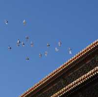 Winter in Beijing 🇨🇳 The Forbidden City 