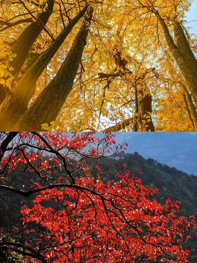 天目山旅遊攻略來囉！