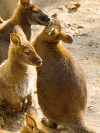 冬季反向遊 | 來上海動物園與動物親密互動（附攻略）