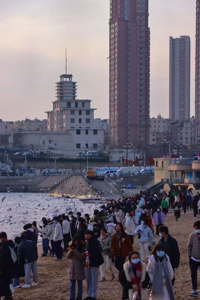 青島—棧橋海鷗季