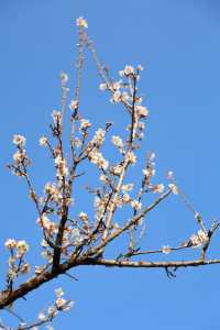 廣州 | 香雪公園的梅花怒放了(附路線)