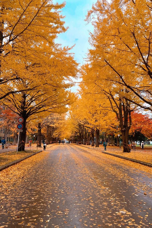 北海道旅行小貼士