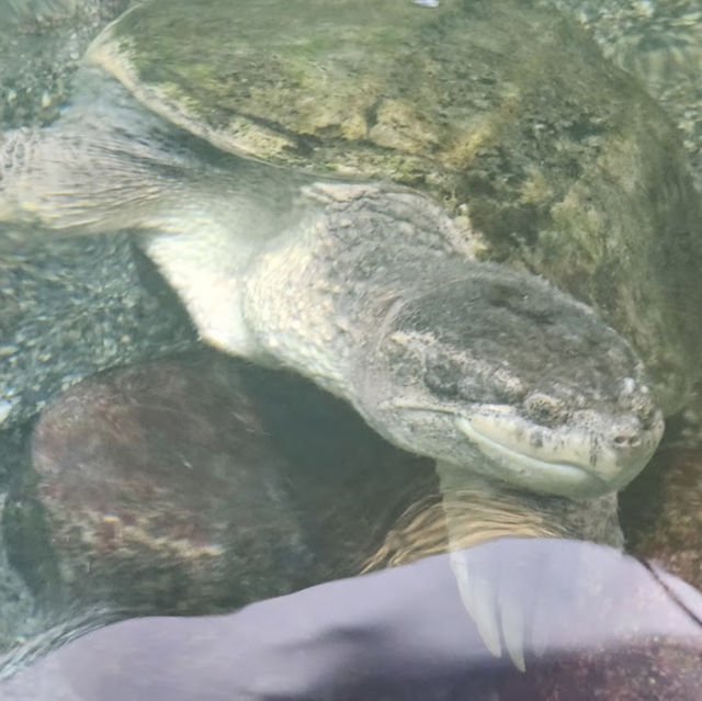 Inokashira Park Zoo