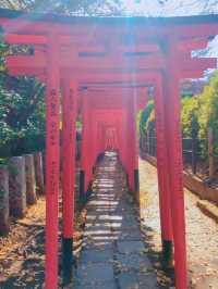 圧巻のツツジ🥹🌺東京・根津神社⛩️