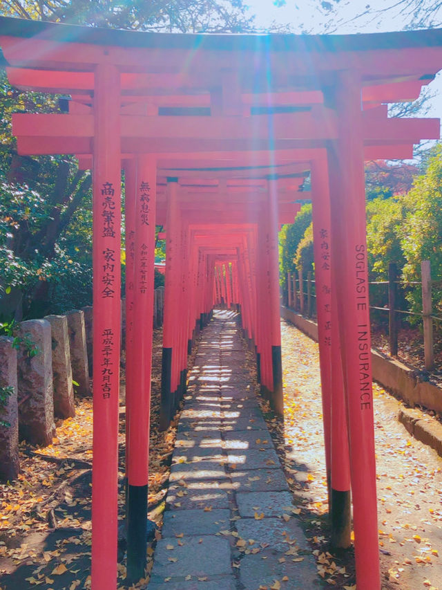 圧巻のツツジ🥹🌺東京・根津神社⛩️