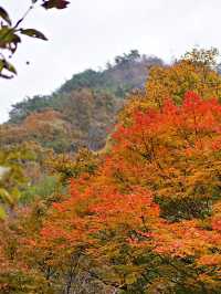 🍁 가을 단풍 명소 내장산국립공원