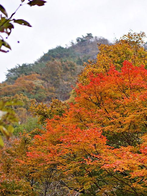 🍁 가을 단풍 명소 내장산국립공원