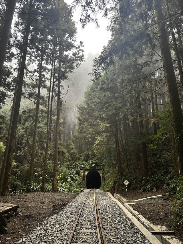 嘉義阿里山-二萬坪風景區