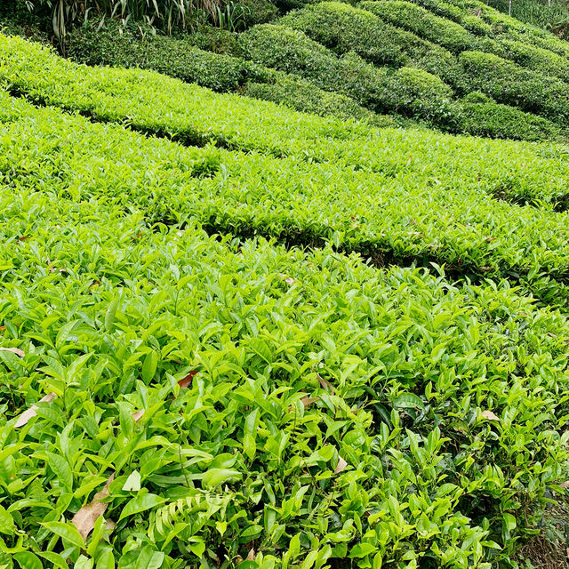 From Leaves to Brews: A Scenic Escape to BOH Tea Centre