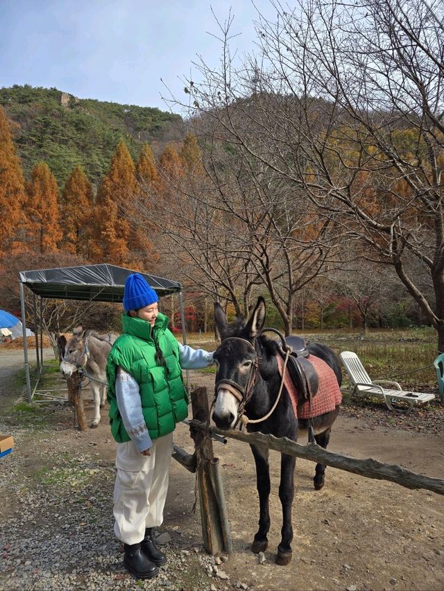 늦가을에 꼭 가야할 메타세콰이어 명소🤎