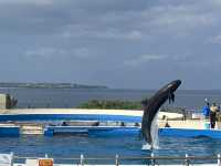 🌊沖繩美麗海水族館：世界最大水族箱與海豚表演的震撼之旅🐋