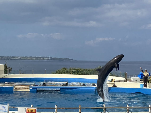 🌊沖繩美麗海水族館：世界最大水族箱與海豚表演的震撼之旅🐋