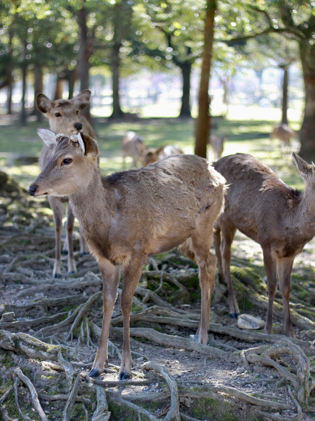 A Magical Encounter with Deer at Kasuga Taisha