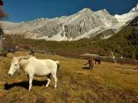 Best Autumn Viewing Experience 1/3 [Luorong Pasture, Yading Nature Reserve]