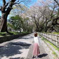 ศึกษาประวัติศาสตร์ @ Nagoya Castle