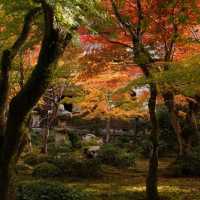 萬行寺🎡沉浸日本庭院之美！🍂