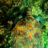 Moalboal 🇵🇭 Snorkeling with Turtles