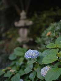 媲美京都清水寺｜杭州初夏的第一抹驚艷來自永福寺的繁花