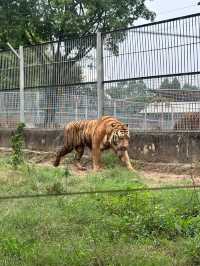 東莞｜香市動物園。