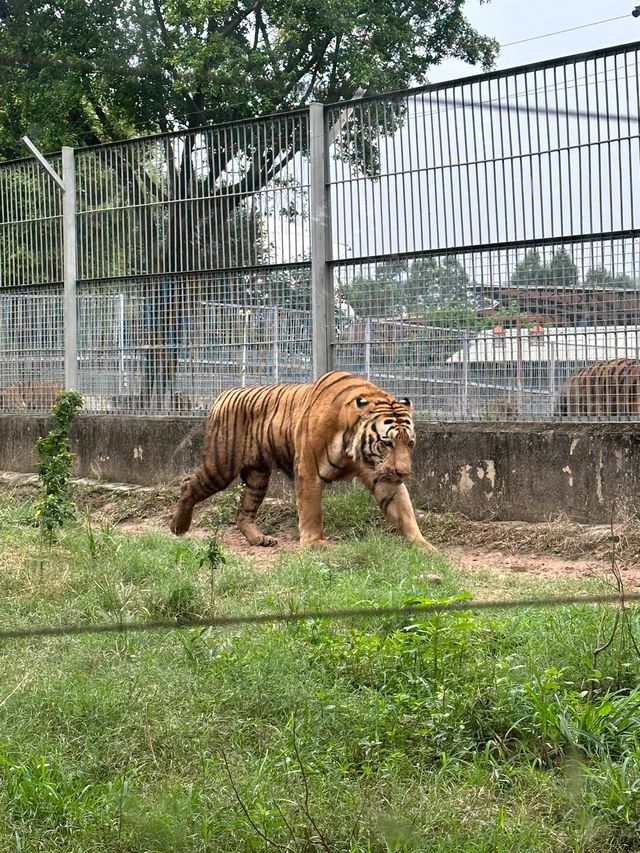 東莞｜香市動物園。