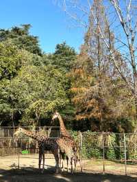 紅山森林動物園：城市裡的野性秘境。