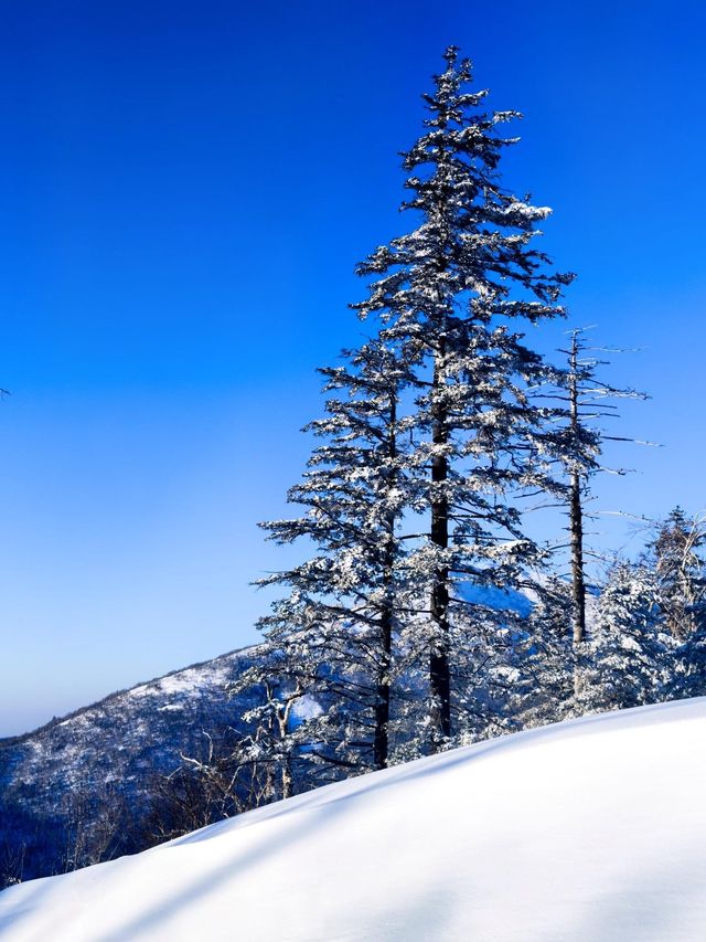 黑龍江哈爾濱|亞雪公路•銀裝素裹冰天雪地。