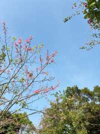 順峰山公園，異木棉的浪漫之約