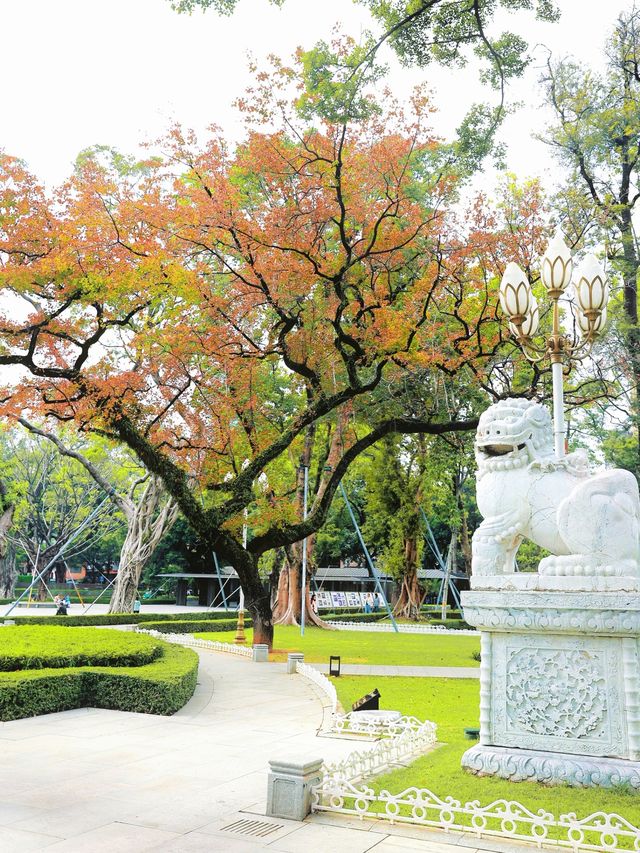 廣州人民公園的楓樹紅了，出門拾秋去