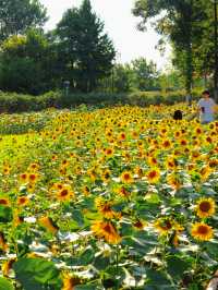 南京最被低估的寶藏公園，可以在這玩一整天