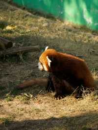 冬季反向目的地特色旅行好去處（附海南動物園攻略）