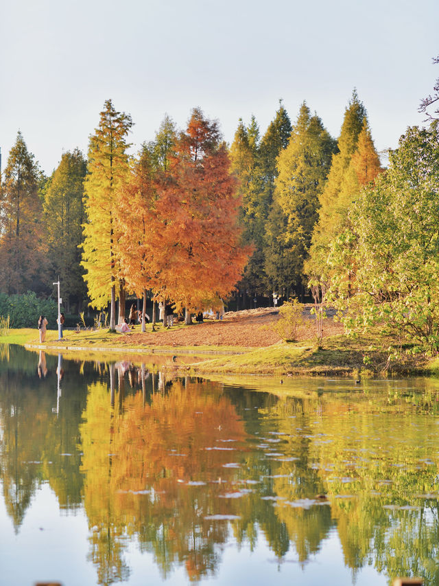 長沙小眾寶藏公園，闖入秋日油畫般紅杉林。