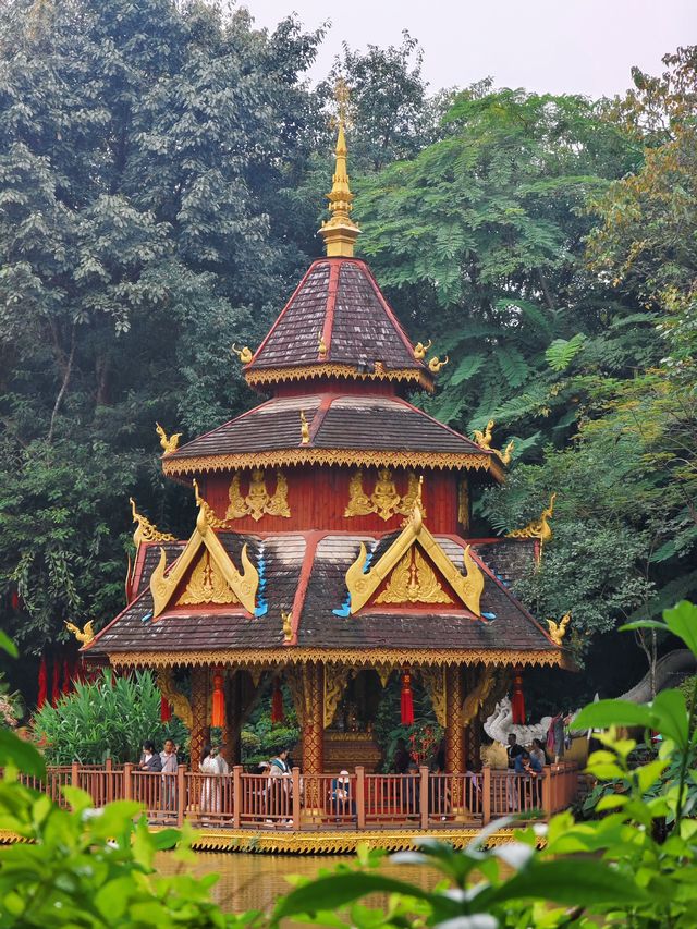 在版納！一天玩遍曼聽公園和總佛寺！附攻略