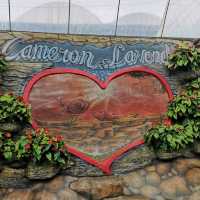 LAVENDER GARDEN CAMERON HIGHLAND 