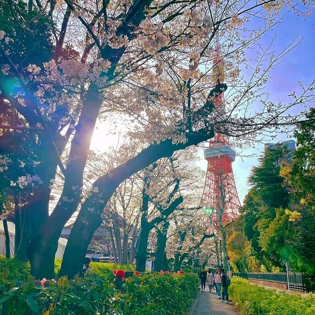 芝公園x 東京鐵塔