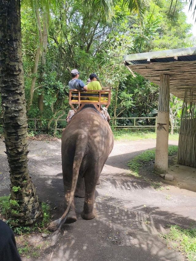 🇮🇩 Elephant Expedition in Bali, Indonesia