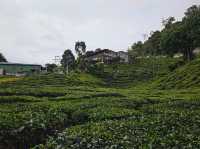 Enjoying a cup of tea and nice cakes and pastries at Boh Tea Centre, Sungai Palas