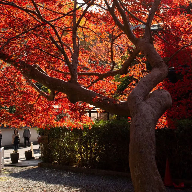 萬行寺🎡沉浸日本庭院之美！🍂