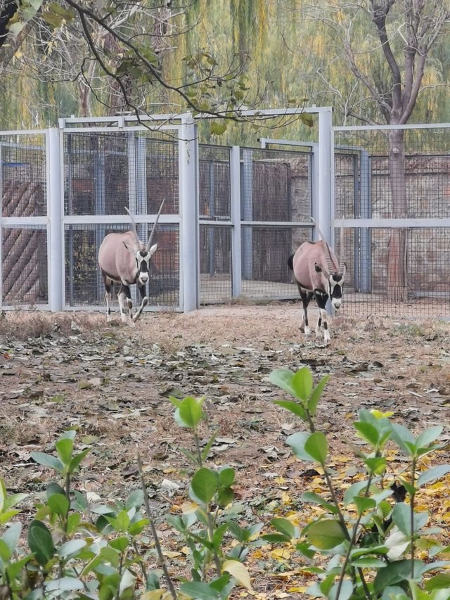 北京動物園的驚喜。