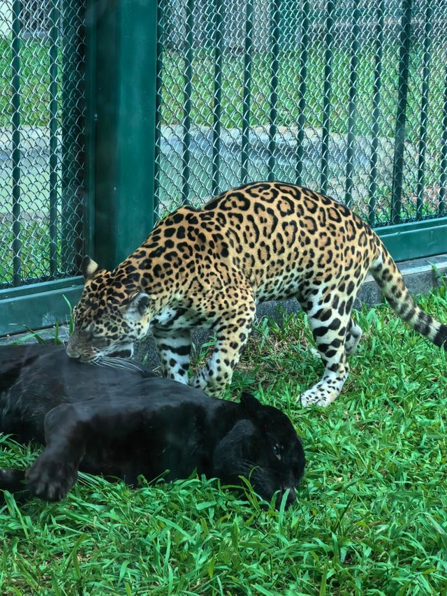 廣州動物園的小動物們你們都看了嗎